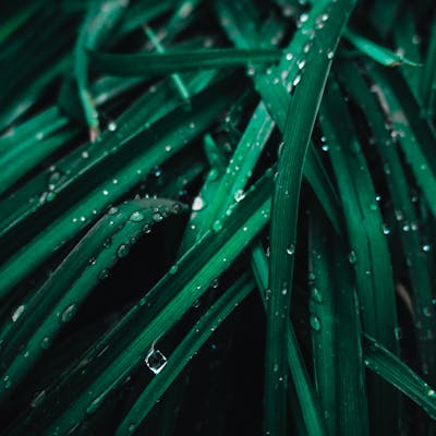 pexels-photo-1275415-1