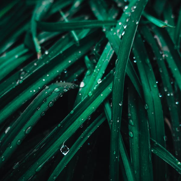 pexels-photo-1275415-2