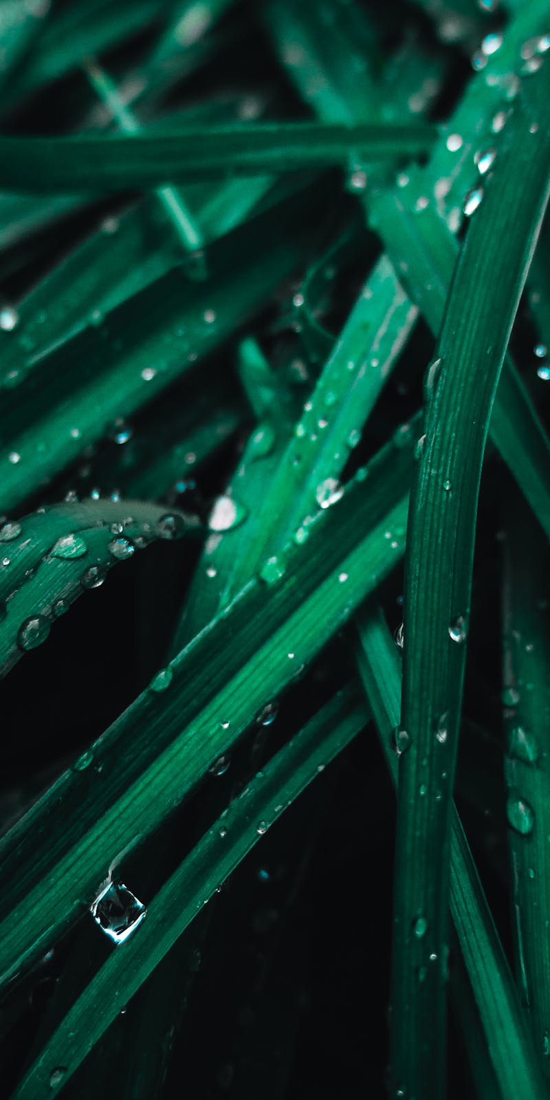 pexels-photo-1275415-4