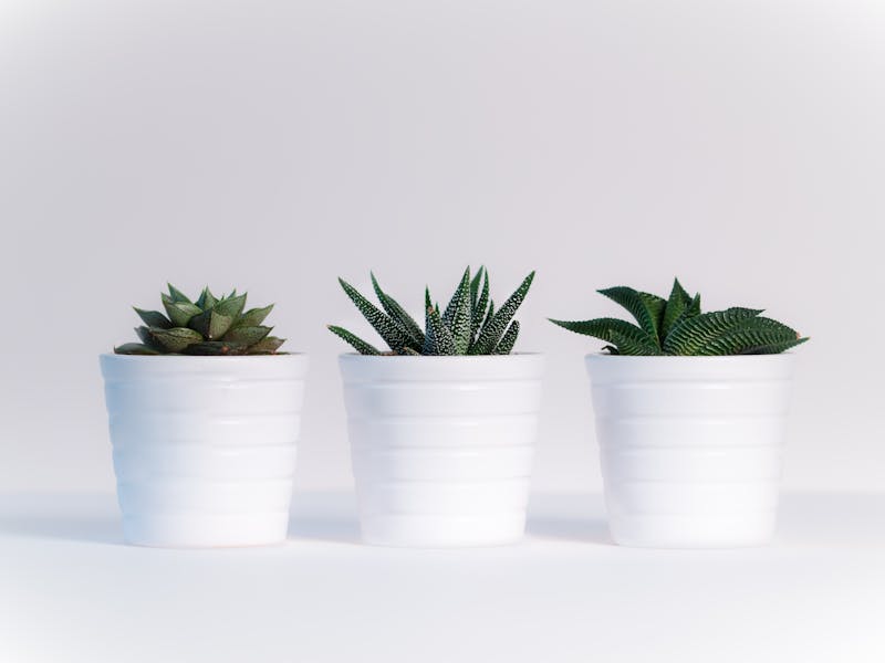 pexels-photo-776656-2